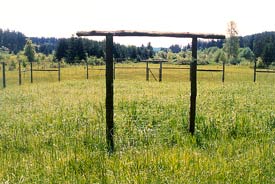 Green crop