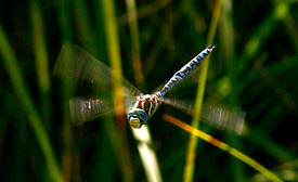 Paddle-tailed Darner