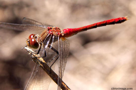 Meadowhawk Dragonfly